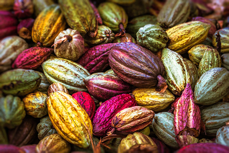 Cocoa pods of various colors after harvest. 